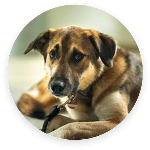 Ein Hund namens Bowdy